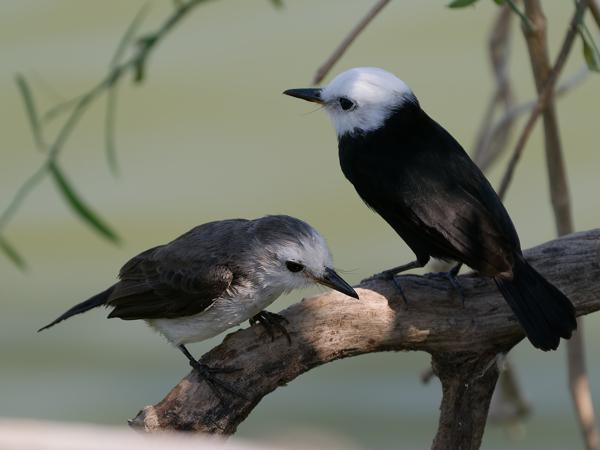 Witkopwatertiran (Arundinicola leucocephala)